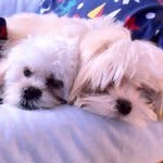 Albert and Diamond - @albert_diamond - Instagram