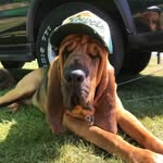 Albert Diamond - @albertthebloodhound - Instagram