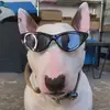 Albert Dias - @al.bertskrt - TikTok