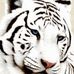 Albert Diep - Facebook