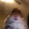 Dillon b - @dillon_albert - TikTok