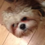 Albert🐶🔥 - @albert_dingle - Instagram