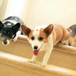 Albert Ding - @project_pancake - Instagram