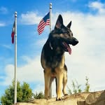 ALBERT DING | Dog Trainer - @citizen.k9.tx - Instagram