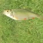 Albert Dixon - @fisherman12000 - Instagram
