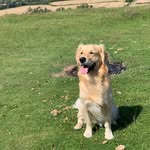 Albert 🐾 - @albert.dodds_ - Instagram