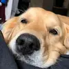 Albert The Dog 🐾 - @albert.dodds - TikTok