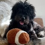 Brunson Albert Dodge - @brunsonthebernedoodle - Instagram