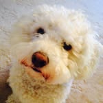 Albert Ralph Lucas - @albert_does_essex - Instagram