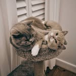Albert, Ernest & Co 🐾 - @albert_ernest_britishshorthair - Instagram