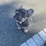 albert! - @albert.faulknerr - Instagram