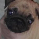 Albert Gallant - @albert.gallant.547 - Instagram