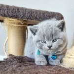 Albert Galloway - @albert_the_britishshorthair - Instagram