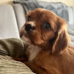 Albert Gibson_ CavalierKingCharles🇬🇧 - @albert_cavalierking - Instagram