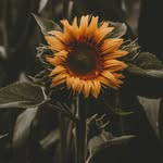 Albert Hahn - @alberthahn40 - Instagram
