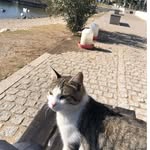 Albert Hamilton - @hamiltonalbert747 - Instagram