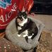 Albert Harding - Facebook