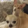 Albert Hart - @albert.hart4 - TikTok