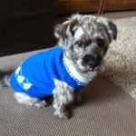 Albert the Dog - @alberthennessy - Instagram