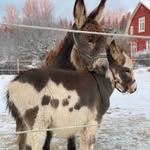 @albert_herbert_thedonkeys - Instagram