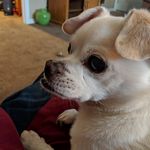 Albert Horvath - @junk1g - Instagram