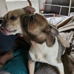 Albert Hubbard - Facebook