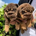 Àlbërt Jêrry - @albertjerry.tankeu - Instagram