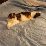 Albert Laroche - @larochealbert - Instagram