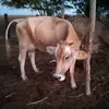 Albert briceño Lerma - @albert.briceo.ler5 - TikTok