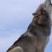 Albert Noble-Bright LittleWolf Lovett - Facebook