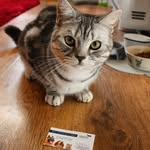 Albert - @albert_lord_of_shrewsbury - Instagram
