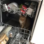 The Life Of Cats - @albertludwigmcqueen - Instagram