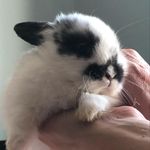 Albert Pip Mahoney - @albert_pip_the_bunny - Instagram