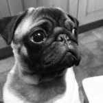 Hector Albert March - @hectorthepugmarch - Instagram