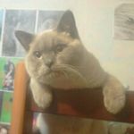 Albert Markov - @markov_212_et_albert - Instagram