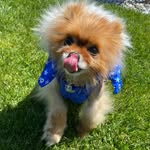Albert Mars - @mars_thepomeranian - Instagram