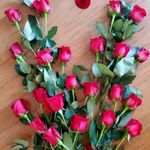 Albert Masih - @albert.masih.56 - Instagram