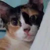 Albert22 - @albertmassie - TikTok