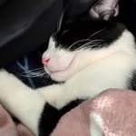 Albert Maurice Sova - @albertmauricesova - Instagram