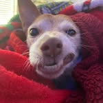 Bandit Albert McAllister - @aiden_bandit1 - Instagram