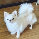 Albert Meyer - @lindalinda4341 - Instagram