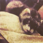 Albert Monroe Lopez✌️ - @albert_thefab_ferret - Instagram