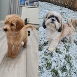 Albert and Montague - @thenewbrothers1 - Instagram