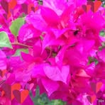 Albert Montes - Facebook