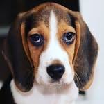 Albert - @albert.navarro_ - Instagram