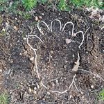 Albert Kristopher (Rob) Ness - @eliot_ness_bigfoot_eruption - Instagram