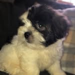 Albert - @albert_newcombe - Instagram