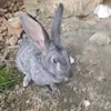 ALBERT Olivares - @user3175126526654 - TikTok