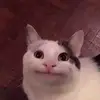 Alberto - @albertowll - TikTok