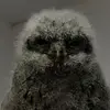AlbertTheOwl - @muhammedfurat1998 - TikTok